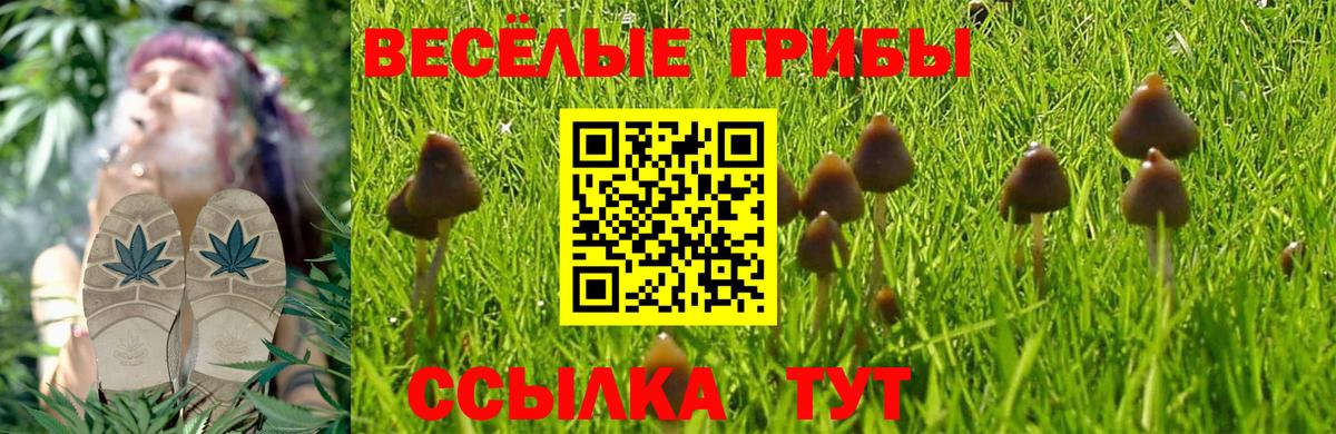 Псилоцибиновые грибы Cubensis  Вход с VPN  Лабинск 